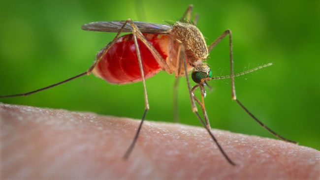 zika-viras_Natunsomoy_L20160124050716
